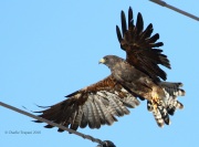 0J6A1266Swainson's_Hawk