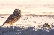 0J6A1293Burrowing_Owls