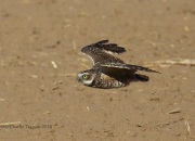 0J6A1333Burrowing_Owl