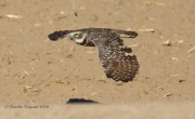 0J6A1334Burrowing_Owl