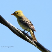 0J6A1364Female_Western_Tanager