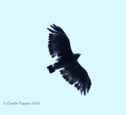 0J6A1402Blownout_Common_Black-Hawk