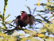 0J6A5575Varied_Bunting