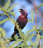 0J6A5587Varied_Bunting