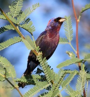 0J6A5596Varied_Bunting