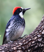 0J6A5777Acorn_Woodpecker