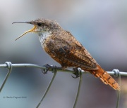 0J6A5914Canyon_Wren
