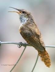 0J6A5921Canyon_Wren_1