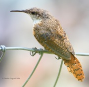 0J6A5927Canyon_Wren_1