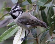 0J6A6057Bridled_Titmouse