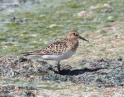 0J6A6095Baird's_Sandpiper