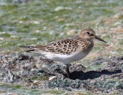 0J6A6101Baird's_Sandpiper