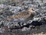 0J6A6106Baird's_Sandpiper