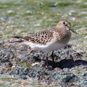 0J6A6110Baird's_Sandpiper