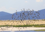 0J6A6150Wilson's_Phalaropes