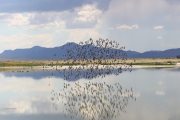 0J6A6180Wilson's_Phalaropes