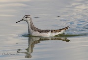 0J6A6213Wilson's_Phalarope