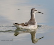 0J6A6219Wilson's_Phalarope