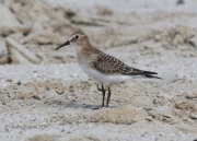 0J6A6233Baird's_Sandpiper