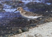 0J6A6238Baird's_Sandpiper