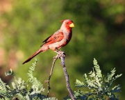 0J6A6255Pyrrhuloxia