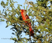 0J6A6275Pyrrhuloxia