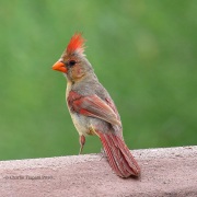 0J6A6335Northern_Cardnial