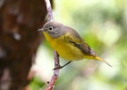 0J6A6701Nashville_Warbler