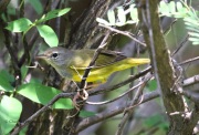 0J6A6717MacGillivray's_Warbler