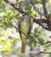 0J6A6840Sulfur-bellied_Flycatcher