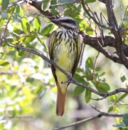 0J6A6841Sulfur-bellied_Flycatcher
