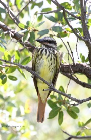 0J6A6856Sulfur-bellied_Flycatcher