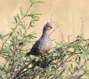 0J6A7163Scaled_Quail