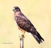 0J6A7240Swainson's_Hawk
