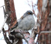 0J6A7401Yellow-eyed_Junco