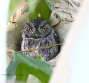 0J6A7687Western_Screech_Owl