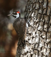 0J6A7709Arizona_Woodpecker