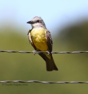 0J6A7941Western_Kingbird
