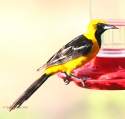 0J6A7965Male_Hooded_Oriole