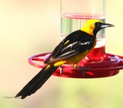 0J6A7976Male_Hooded_Oriole