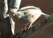 0J6A8020Gamble's_Quail