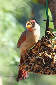 0J6A8035Pyrrhuloxia