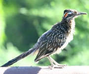 0J6A8059Greater_Roadrunner