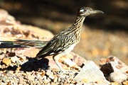 0J6A8071Greater_Roadrunner
