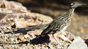 0J6A8075Greater_Roadrunner