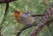 0J6A8208Olive_Warbler