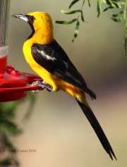 0J6A8307Hooded_Oriole