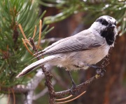 0J6A8352Mountain_Chickadee