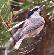 0J6A8360Mountain_Chickadee