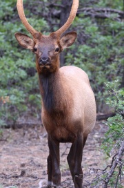 0J6A8437Grand_Canyon_Elk
